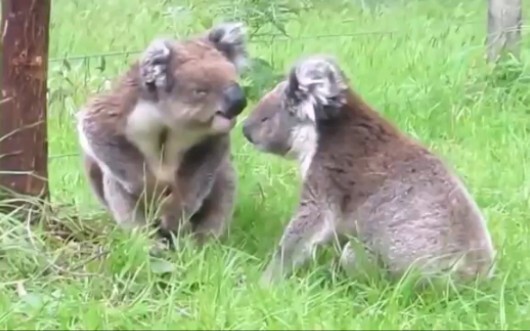 Is a koala’s squabbling voice really this cute?