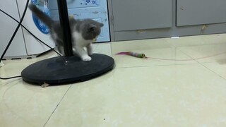 Mèo Anh lông ngắn Bicolor chuẩn bị lên đường về nhà mới - Tiệm Mèo Sen bán mèo rẻ nhất