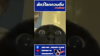 สัตว์โลกกวนตีน เเมวพูดได้ #short #easyboy #พากย์นรก #เเมวตลก #เเมวฮาๆ #คลิปตลก