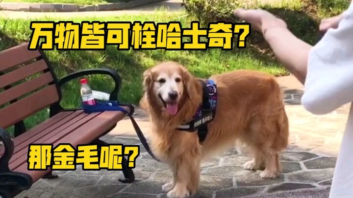 就这？就这？！我还以为金毛多聪明呢……