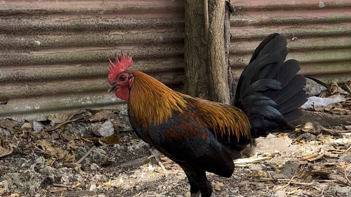 Melsims Black