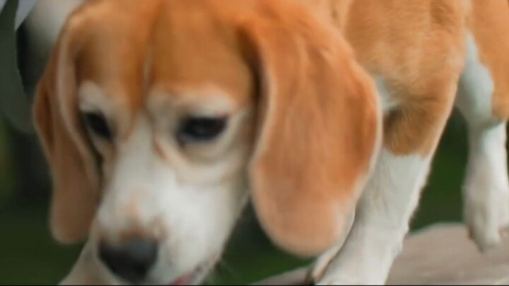 Seu cachorro consegue sentir o cheiro do seu estresse? 🐶