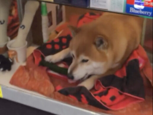 Japanese dog shop owner