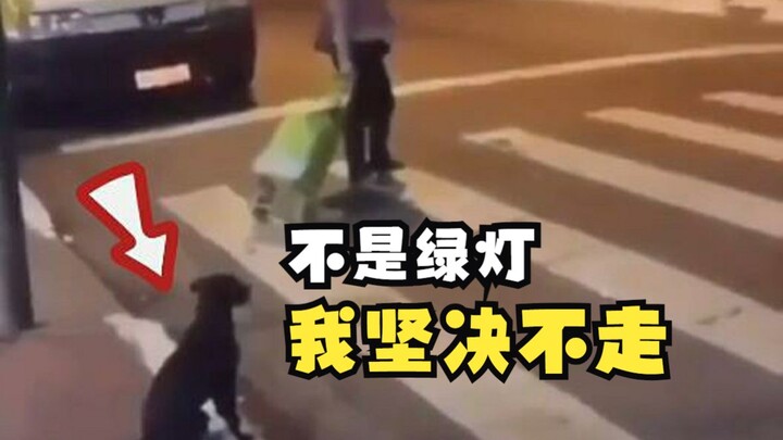 A dog that obeys traffic rules