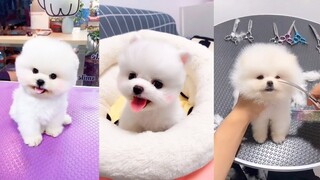 HOT TIKTOK - Những Con Vật Siêu Cute - Dễ Thương Nhất Thế Giới #45 #short #pets  cute dogs and cats