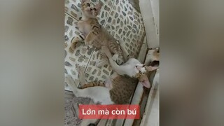 mèo cat meo meocute