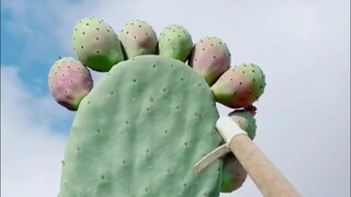 沉浸式切仙人掌~