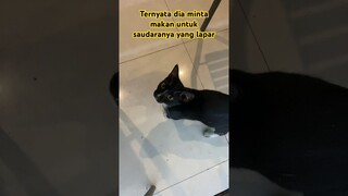 Masya Allah Kucing Ini Minta Makan Untuk Saudaranya Yang Lapar