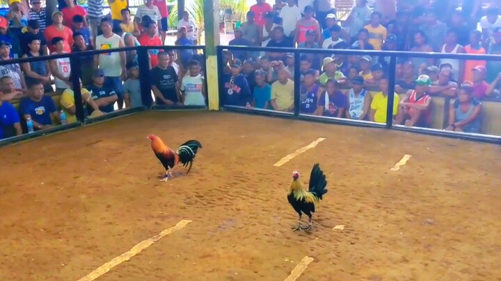 muntikna matibay din kalaban ....( kardinal kelso)