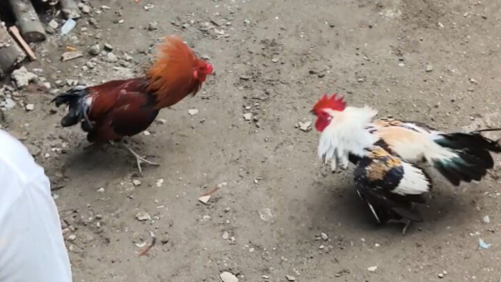 Oct 26 Talisayin vs Mayahin