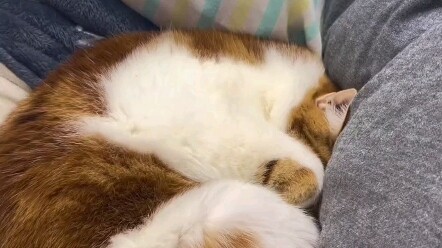 Bajak Laut Meong Meong(*^ω^*）