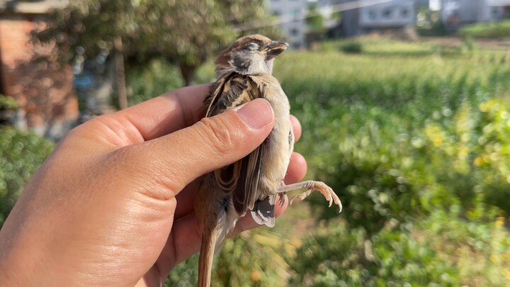 Even sparrows have moments of despair—now it’s all over for this one!