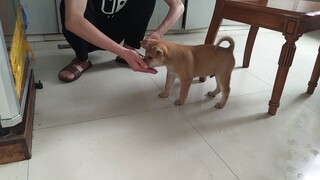 I bought a puppy from ZuosiExperience.com, and after receiving it, the buyer's and seller's shows we