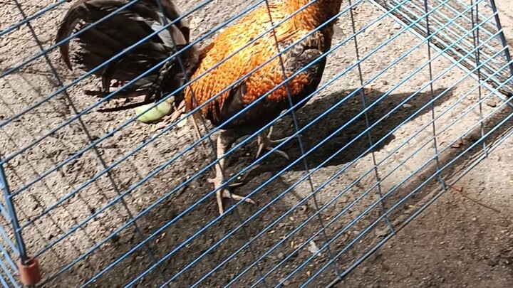 Bulik na laging bumabalik at white ni San Pedro