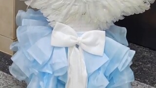 【kigurumi】Head shell replacement is useless? Look at the pigeons!