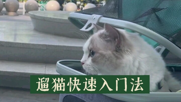 Với cách này, bạn có thể dắt mọi chú mèo đi dạo!