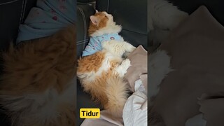 Tidur ama kak Naya #trending #cat #funnyvideos #cats #kucing #pet #animal #pets #viral #dog #animals