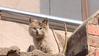This is the true life of a cat!