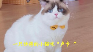 一只爱话痨的小猫咪卢卡