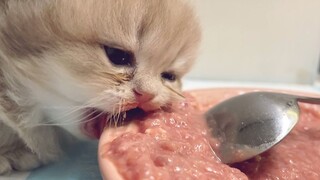 [Động vật]Lần đầu tiên mèo con thử ăn thịt