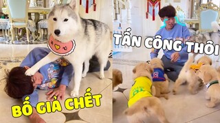 Gâu Đần Family | PAPA Giả C.H.ẾT Thử Lòng KHAI TÂM Và Cái Kết 🤣Gâu Đần Official