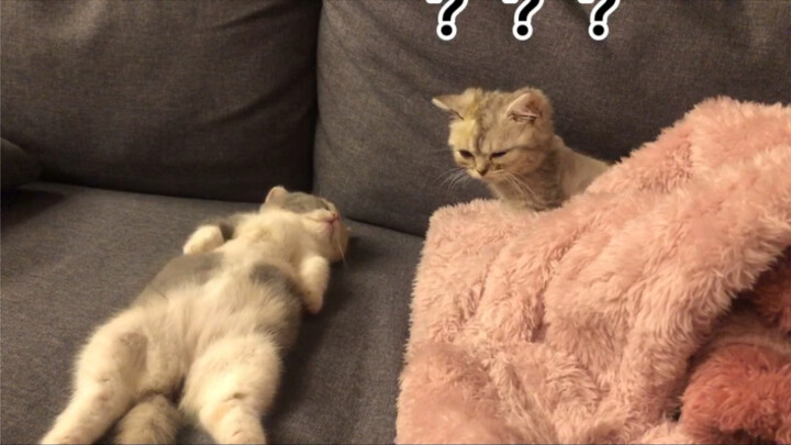 มาดูเจ้าหมูขาสั้นตัวนี้ที่เรียกเท่าไรก็ไม่ตื่นกันเถอะ!