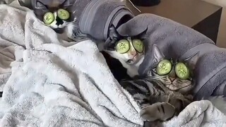 صديقها وقطتها