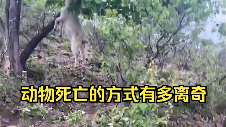 Giám định cái chết kỳ lạ của động vật 39