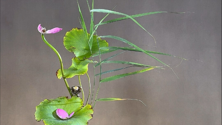 أذنٌ تُصغي إلى كلمات باهتة مع نسمة ريح تعانق قصبة واحدة: دورة تعليمية في تنسيق الزهور الصيني #الحملة