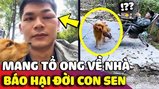 Kiếp nạn của con Sen khi nuôi nhầm 'GOLDEN BÁO THỦ' và cái kết không thể nào đau đớn hơn 😂 | Gâu Đần