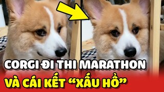 Dẫn CORGI đi thi CHẠY MARATHON QUỐC GIA khiến Sen nhận kết quả không thể xấu hổ hơn 😂 | Yêu Lu