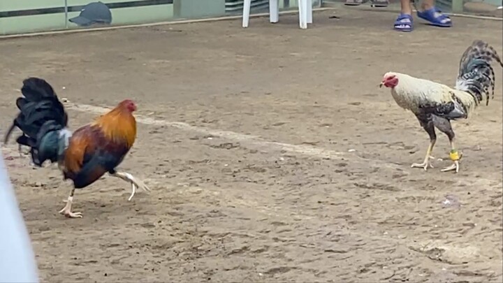 RED VS BULIK, LUCENA VS SARIAYA 55K PARADA #SABONG #LCA