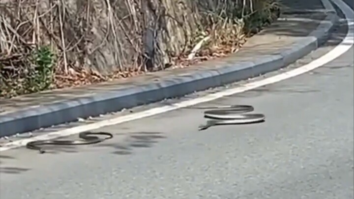 عندما يلتقي الثعبان بالخصم الخطأ، يُسحق في غضون دقائق.