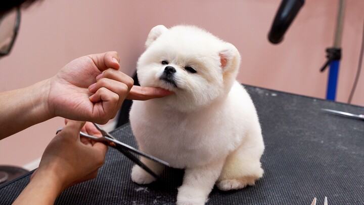 Super-cute Pomeranian’s first visit to the salon for a bath and grooming—so comfy it almost fell asl