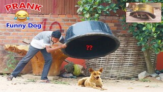 Wow !! Super Prank Laughing Dogs with Plastic Box Prank , Very Funny