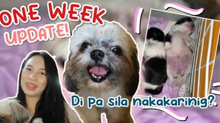 PUPPIES UPDATE! UNANG LINGGO NILA SA OUTSIDE WORLD