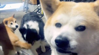 给狗哥整郁闷了