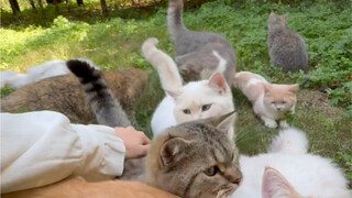 Menemukan sekelompok Haji Mi liar, semuanya ditangkap!