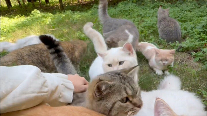 Phát hiện một bầy Haji Mi hoang dã, bắt hết đi luôn!