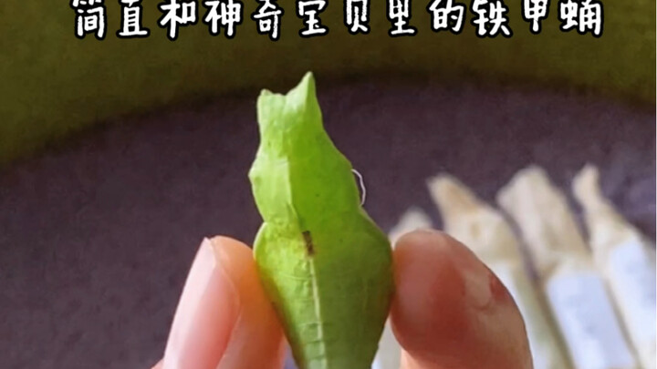 Butterfly hatching vlog! If nothing unexpected happens, we should be able to hatch a Celebi, right?