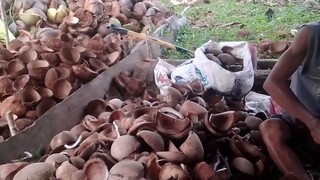 Coconut harvest of titay