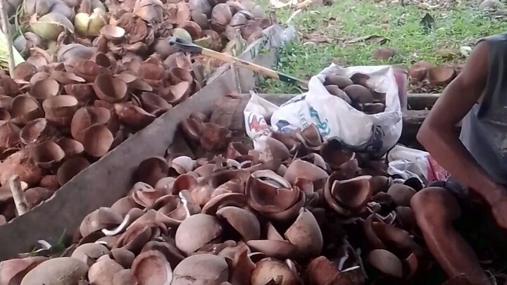 Coconut harvest of titay