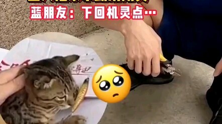 A cat got its paw hooked by a fishhook out of greed. Blue Friend: Next time, make sure to tell the r