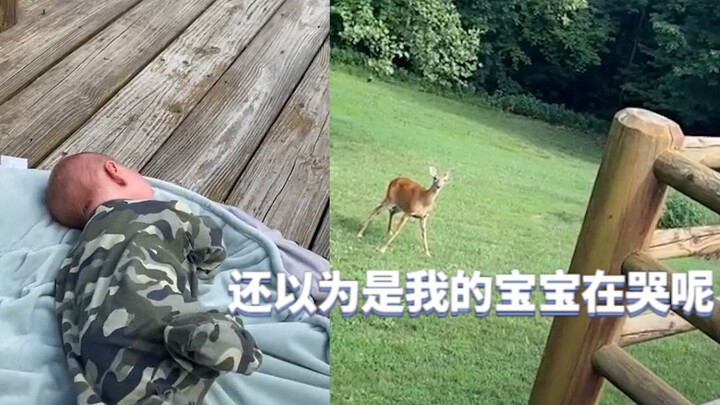 婴儿户外乘凉大声哭泣，鹿妈妈闻声而来：是不是我的宝宝？