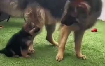 الكلب البوليسي أنجب صغاره قبل أيام قليلة فقط ثم انطلق في مهمة، وعند عودته لم يعترف الصغار بأمهم!