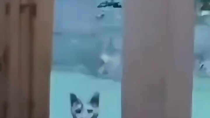 Kimi, kamu aneh dan agak menjijikkan, aku datang menemuimu.