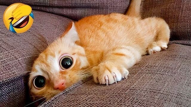 Funniest cat videos #1 #Animals