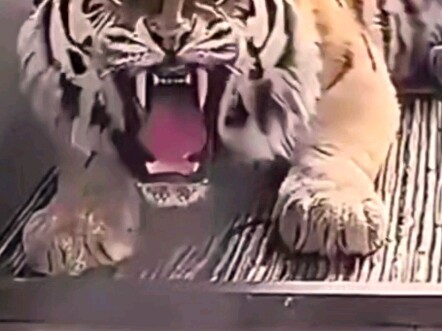 Tiếng hổ gầm có thực sự khiến người ta sợ đến mức vỡ mật không?