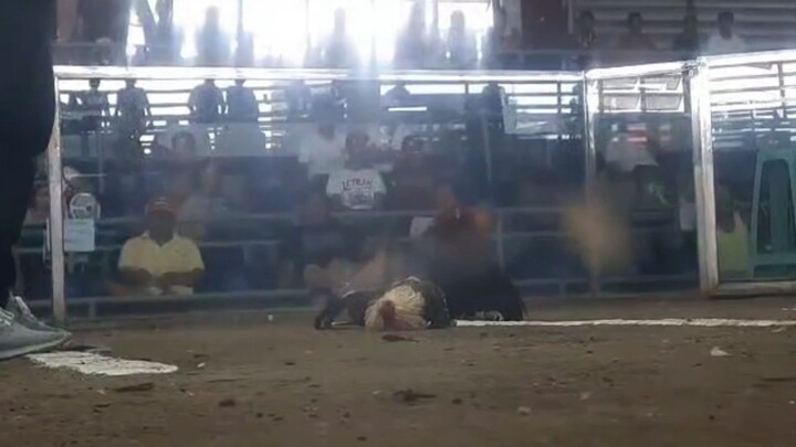 random fights owner Richard Santos