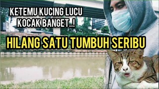 Kucing Lucu Disini Lagi Pacaran | Dikasih Makan Aku Malah Di Cuekin Apes..!